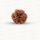 3 Mukhi Nepali Rudraksha (Authentic Nepal Origin)