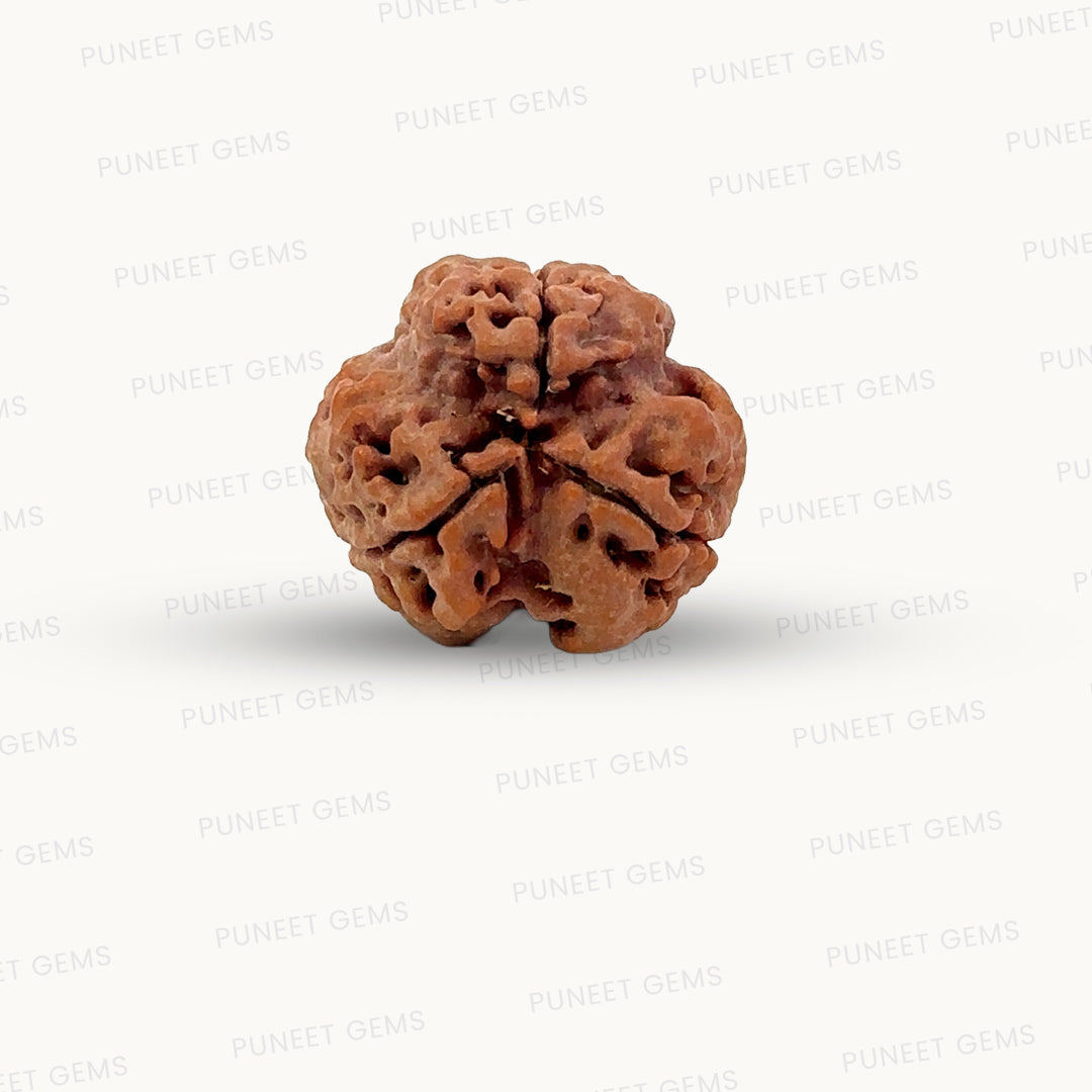3 Mukhi Nepali Rudraksha (Authentic Nepal Origin)