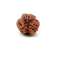 3 Mukhi Nepali Rudraksha (Authentic Nepal Origin)