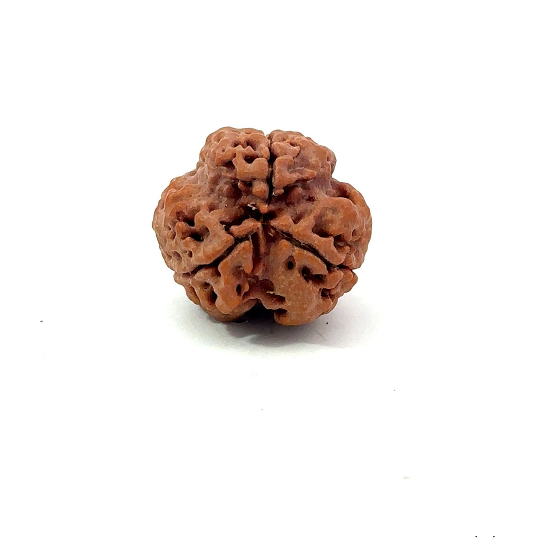 3 Mukhi Nepali Rudraksha (Authentic Nepal Origin)
