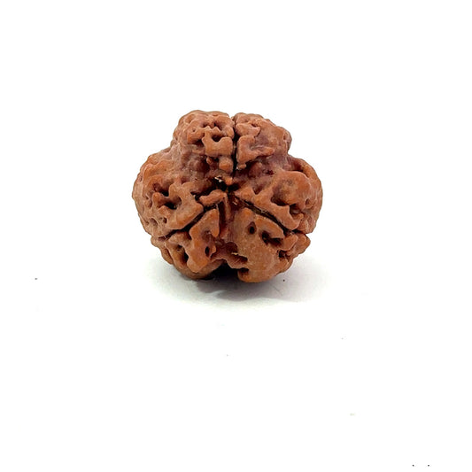 3 Mukhi Nepali Rudraksha (Authentic Nepal Origin)