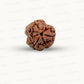 3 Mukhi Nepali Rudraksha (Authentic Nepal Origin)