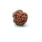 3 Mukhi Nepali Rudraksha (Authentic Nepal Origin)