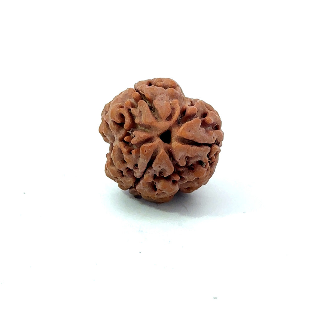 3 Mukhi Nepali Rudraksha (Authentic Nepal Origin)