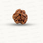 3 Mukhi Nepali Rudraksha (Authentic Nepal Origin)