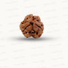 3 Mukhi Nepali Rudraksha (Authentic Nepal Origin)