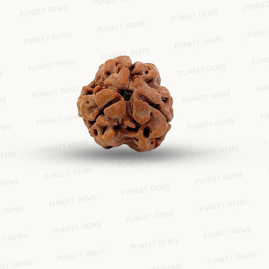 3 Mukhi Nepali Rudraksha (Authentic Nepal Origin)