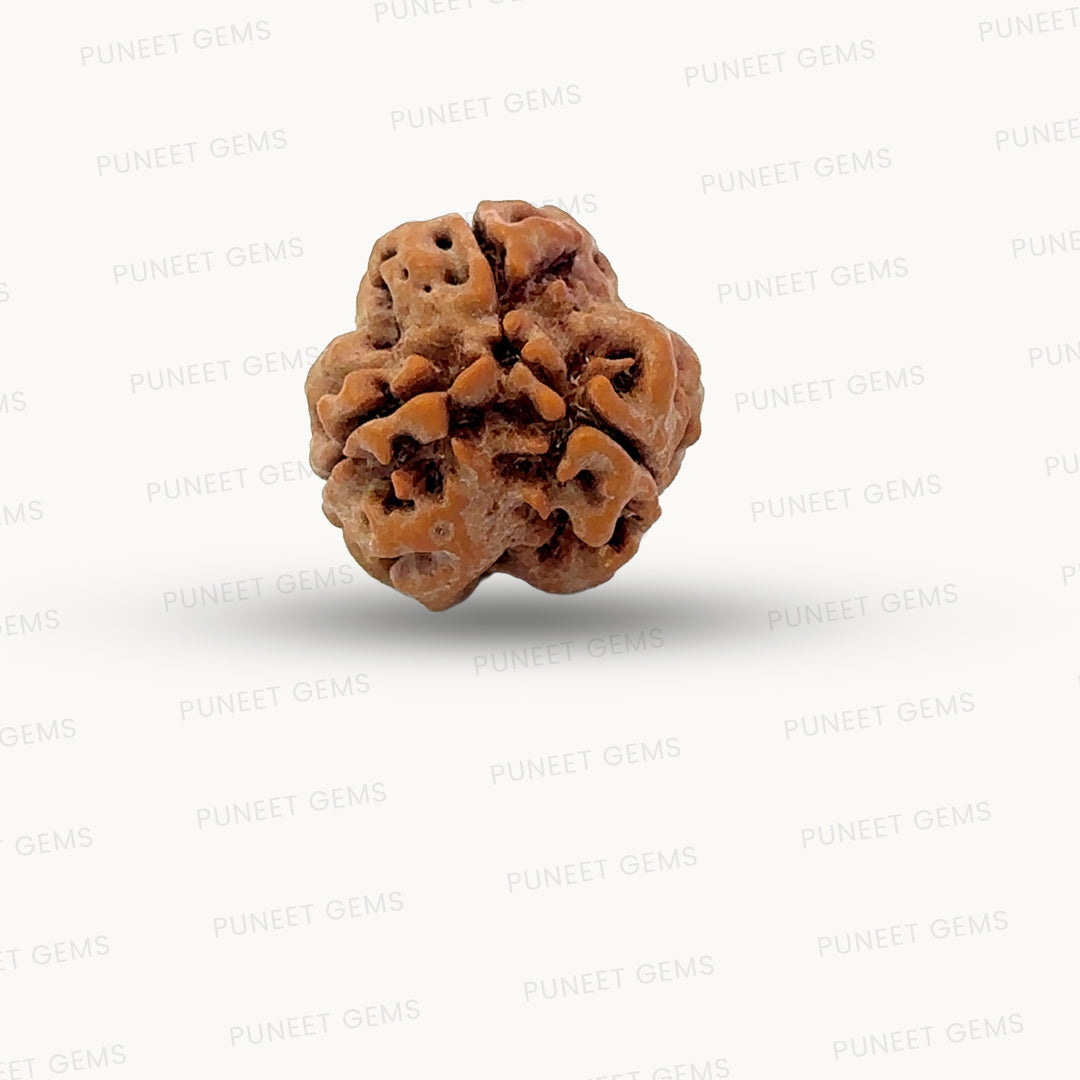 3 Mukhi Nepali Rudraksha (Authentic Nepal Origin)