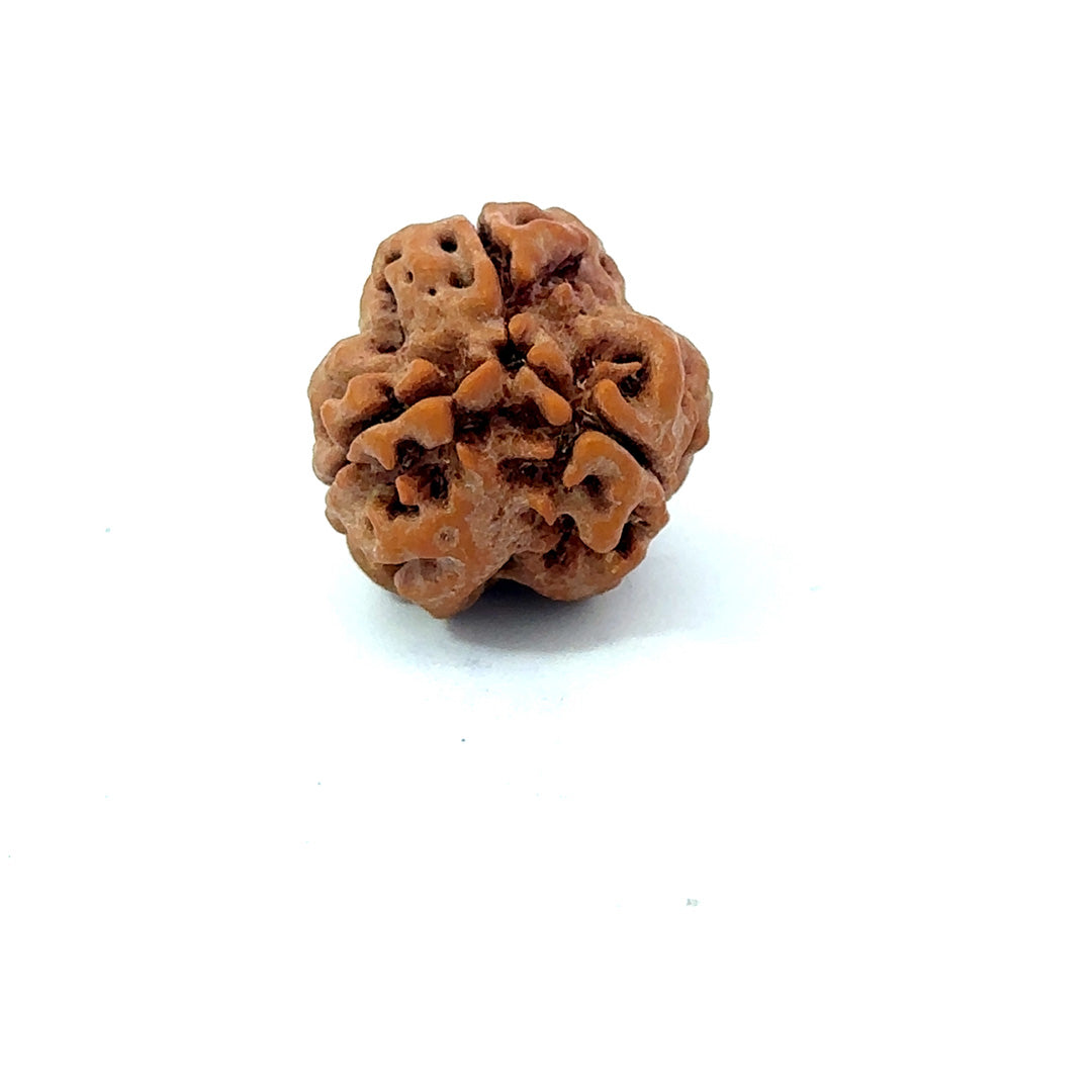 3 Mukhi Nepali Rudraksha (Authentic Nepal Origin)