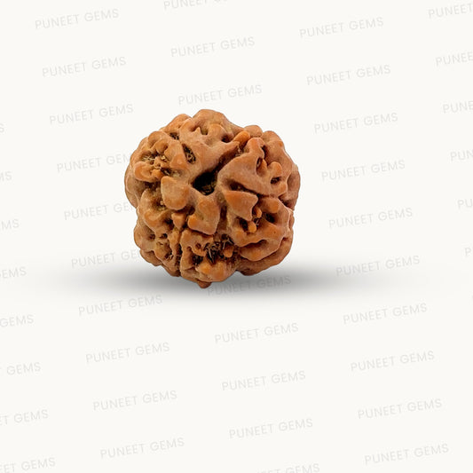 3 Mukhi Nepali Rudraksha (Authentic Nepal Origin)
