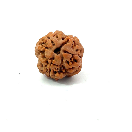 3 Mukhi Nepali Rudraksha (Authentic Nepal Origin)