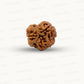 3 Mukhi Nepali Rudraksha (Authentic Nepal Origin)