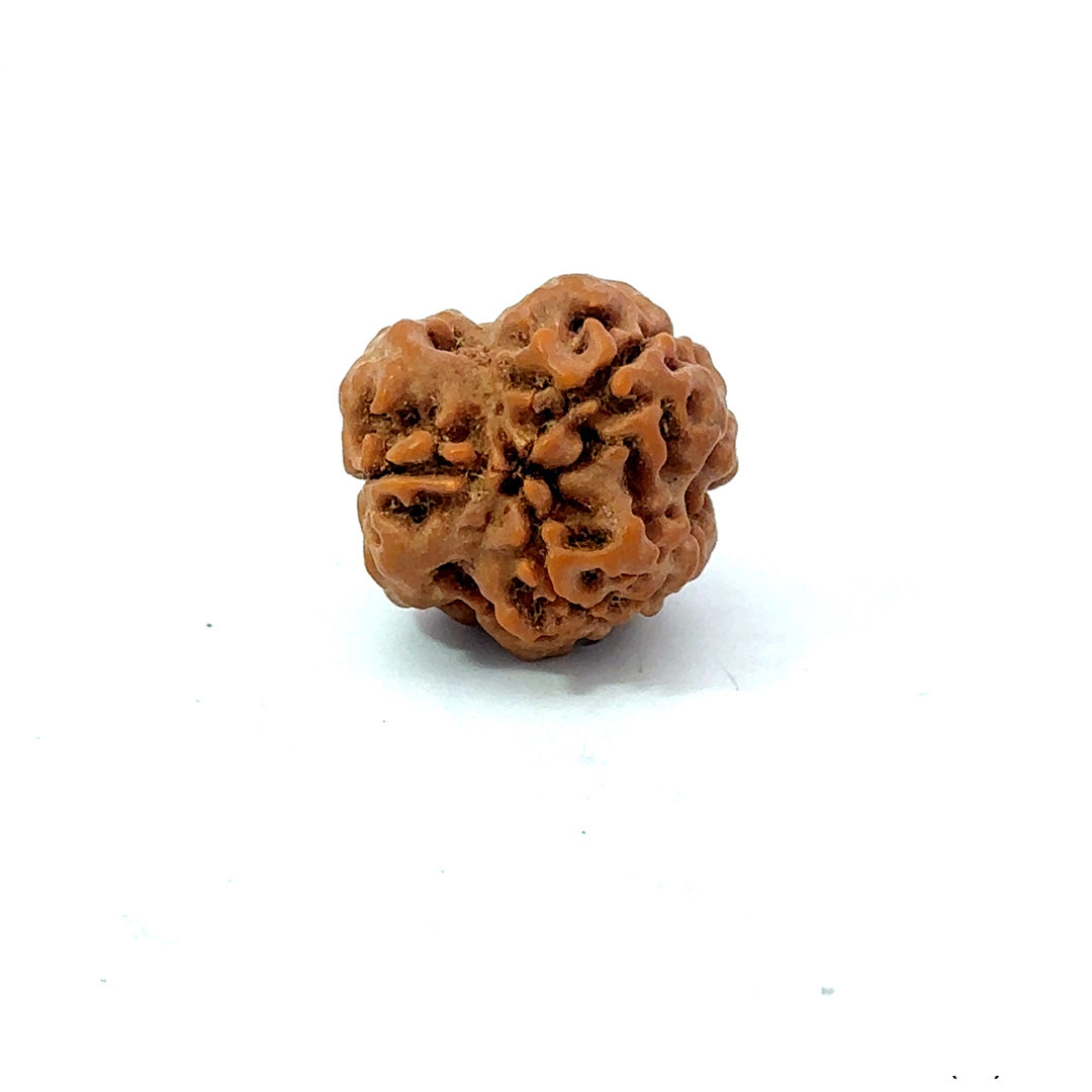 3 Mukhi Nepali Rudraksha (Authentic Nepal Origin)