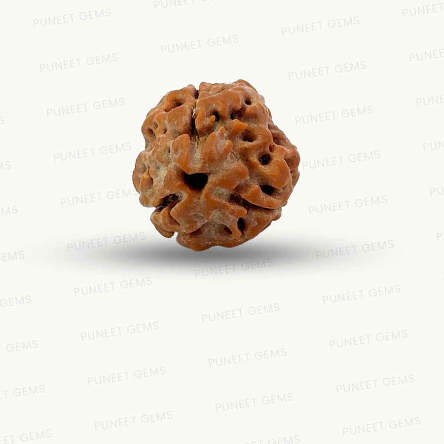 3 Mukhi