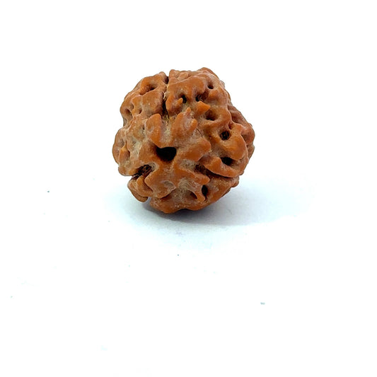 3 Mukhi Nepali Rudraksha (Authentic Nepal Origin)