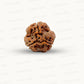 3 Mukhi Nepali Rudraksha (Authentic Nepal Origin)