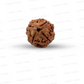 4 Mukhi Nepali Rudraksha