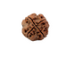 4 Mukhi Nepali Rudraksha