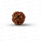 4 Mukhi Nepali Rudraksha
