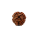 4 Mukhi Nepali Rudraksha