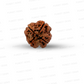 4 Mukhi Nepali Rudraksha