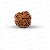 4 Mukhi Nepali Rudraksha