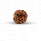 4 Mukhi Nepali Rudraksha