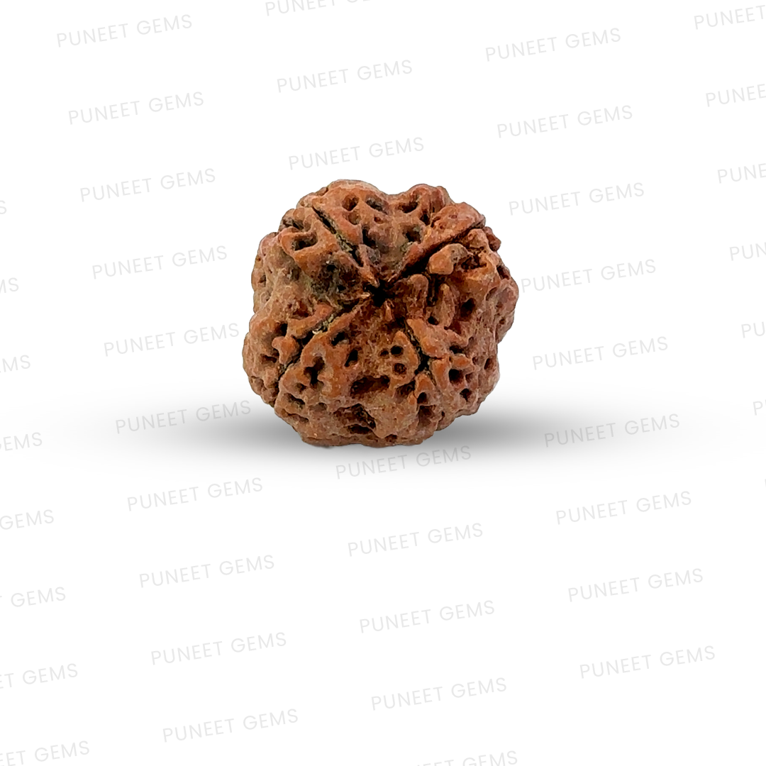 4 Mukhi Nepali Rudraksha