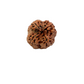 4 Mukhi Nepali Rudraksha