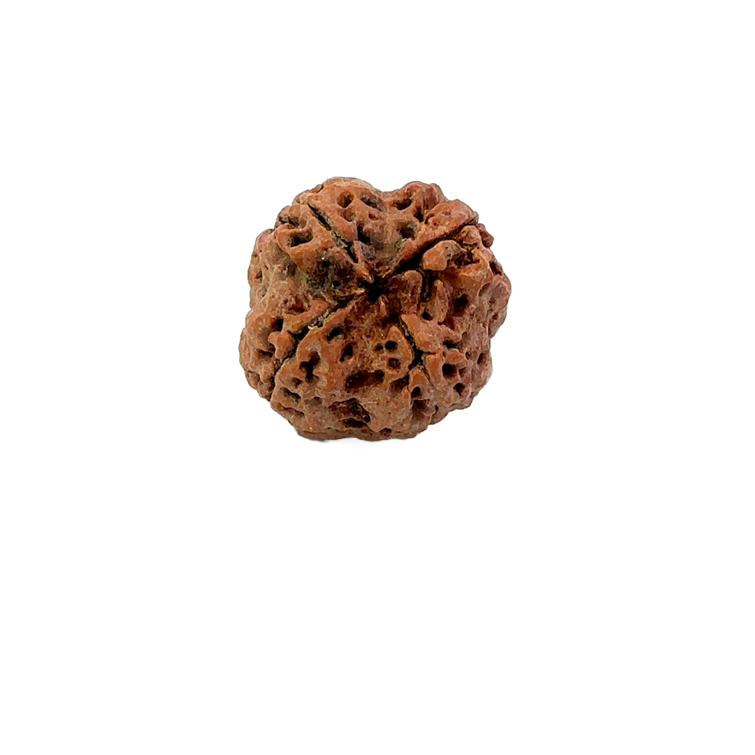 4 Mukhi Nepali Rudraksha