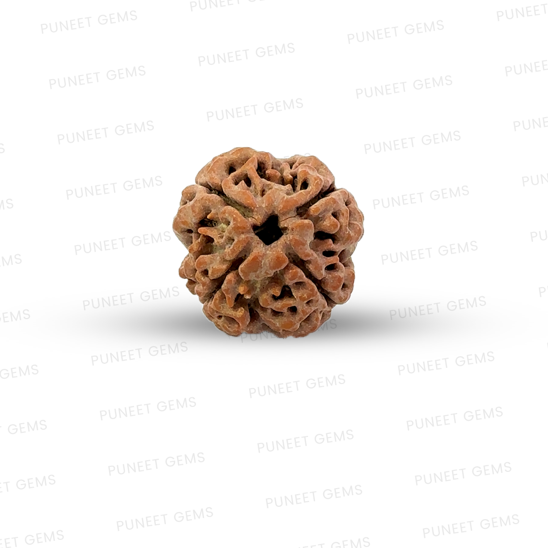 4 Mukhi Nepali Rudraksha