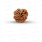 4 Mukhi Nepali Rudraksha