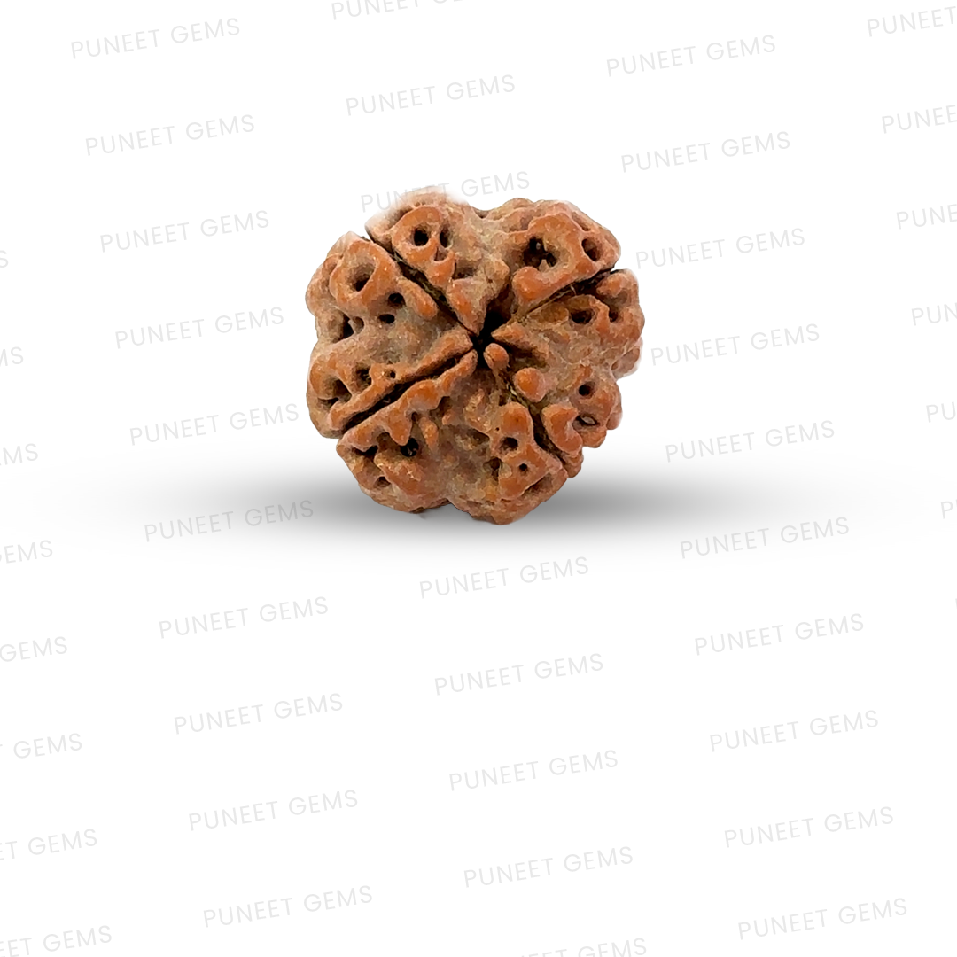 4 Mukhi Nepali Rudraksha