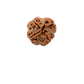 4 Mukhi Nepali Rudraksha