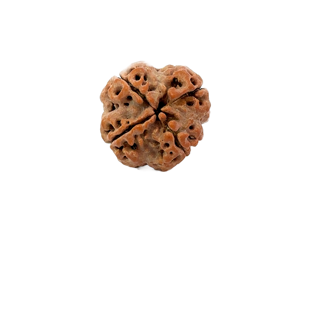 4 Mukhi Nepali Rudraksha