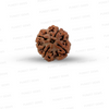 4 Mukhi Nepali Rudraksha