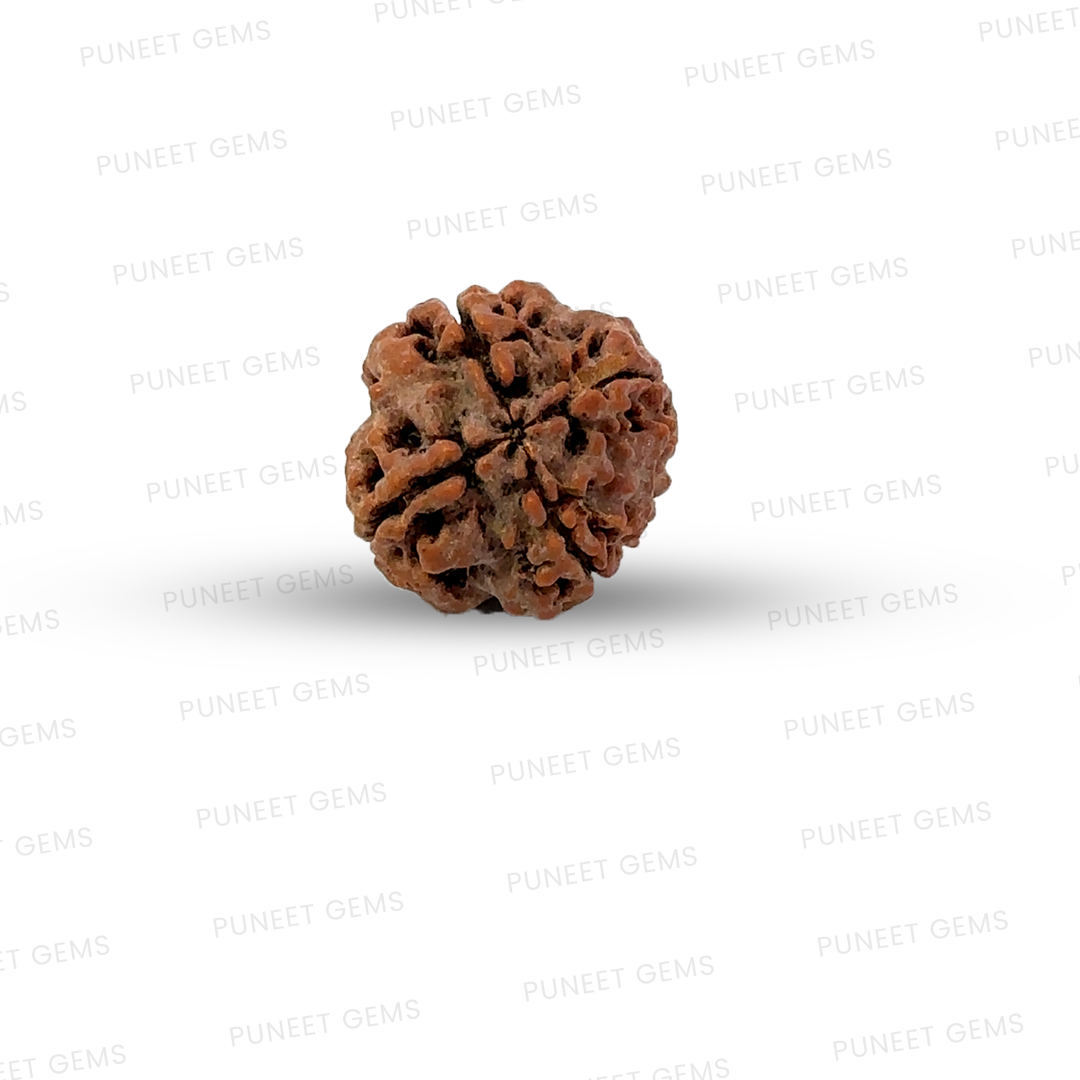 4 Mukhi Nepali Rudraksha