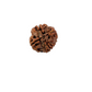 4 Mukhi Nepali Rudraksha