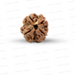 4 Mukhi Nepali Rudraksha