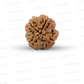 4 Mukhi Nepali Rudraksha
