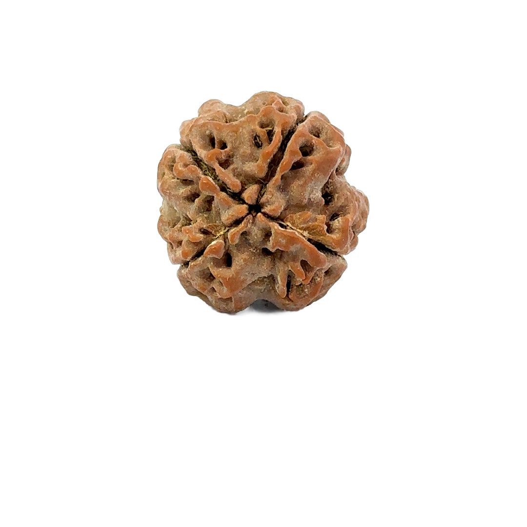 4 Mukhi Nepali Rudraksha