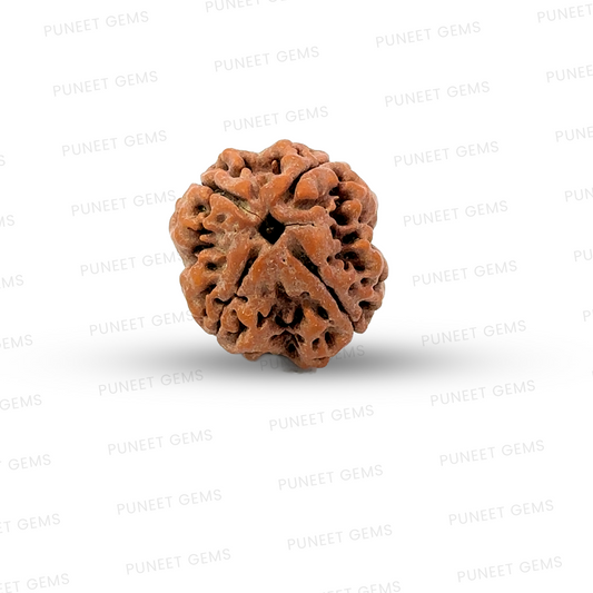 4 Mukhi Nepali Rudraksha
