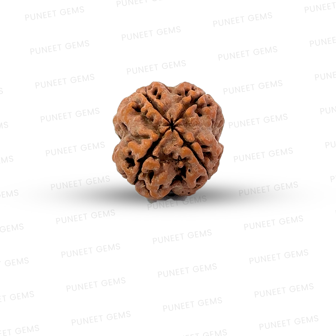 4 Mukhi Nepali Rudraksha