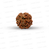 4 Mukhi Nepali Rudraksha
