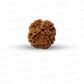 4 Mukhi Nepali Rudraksha