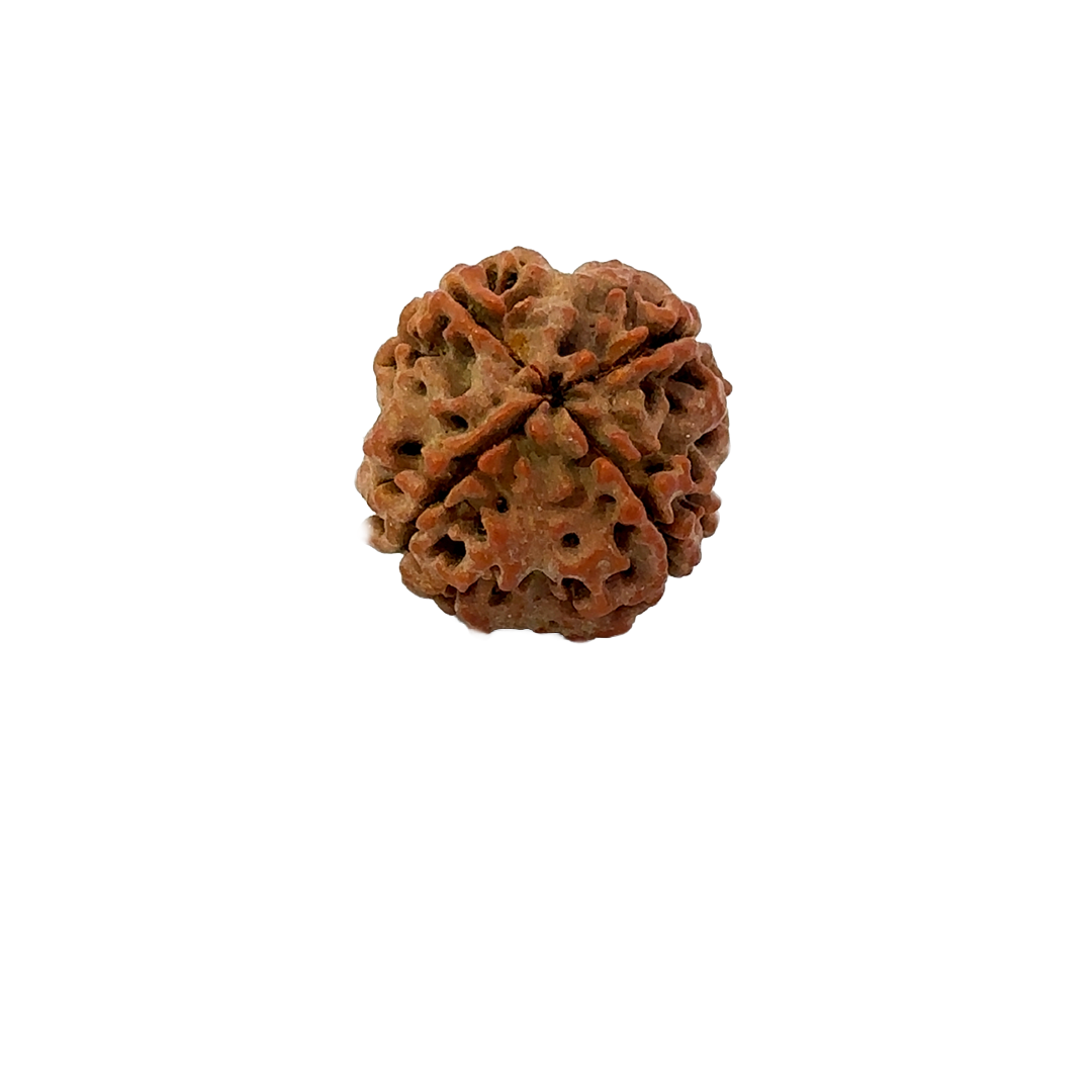 4 Mukhi Nepali Rudraksha