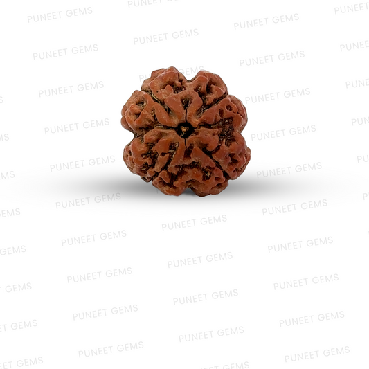 4 Mukhi Nepali Rudraksha