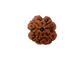 4 Mukhi Nepali Rudraksha