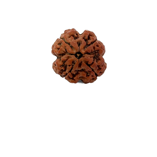 4 Mukhi Nepali Rudraksha