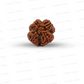 4 Mukhi Nepali Rudraksha